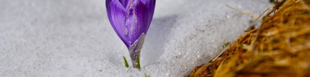 Kiedy kwitną krokusy