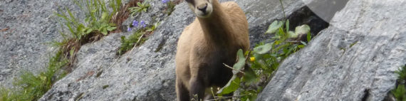 Najlepsze filmy górskie