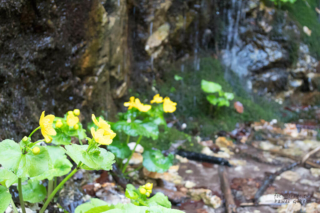Niebieski szlak przez Janosikowe Diery. Chwila odpoczynku pozwala podziwiać tutejszą przyrodą