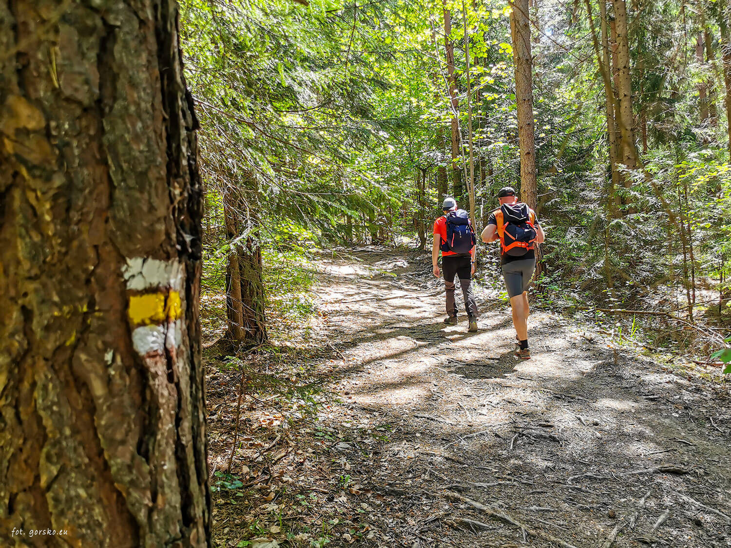 Sip-początek-szlaku-przez-las