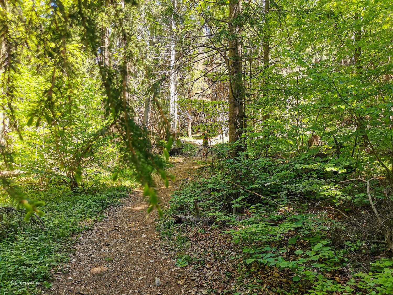 Sip-podejście-lasem-na-szczyt