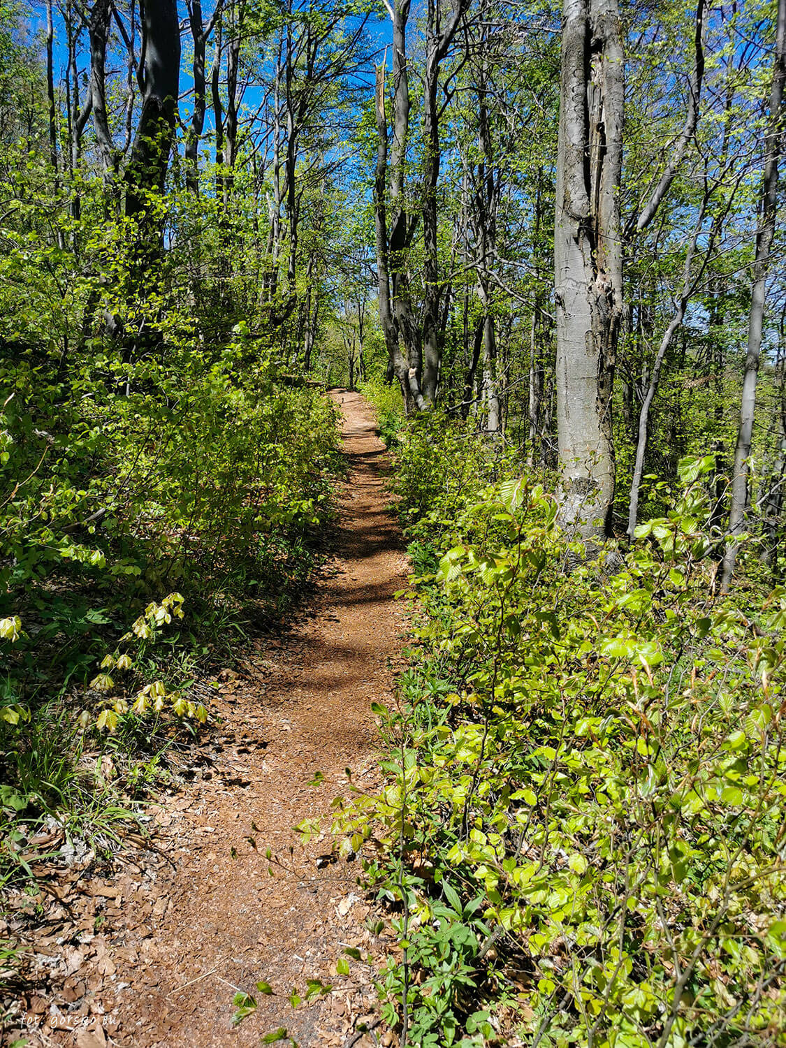 Sip-szlak-grzbietowy