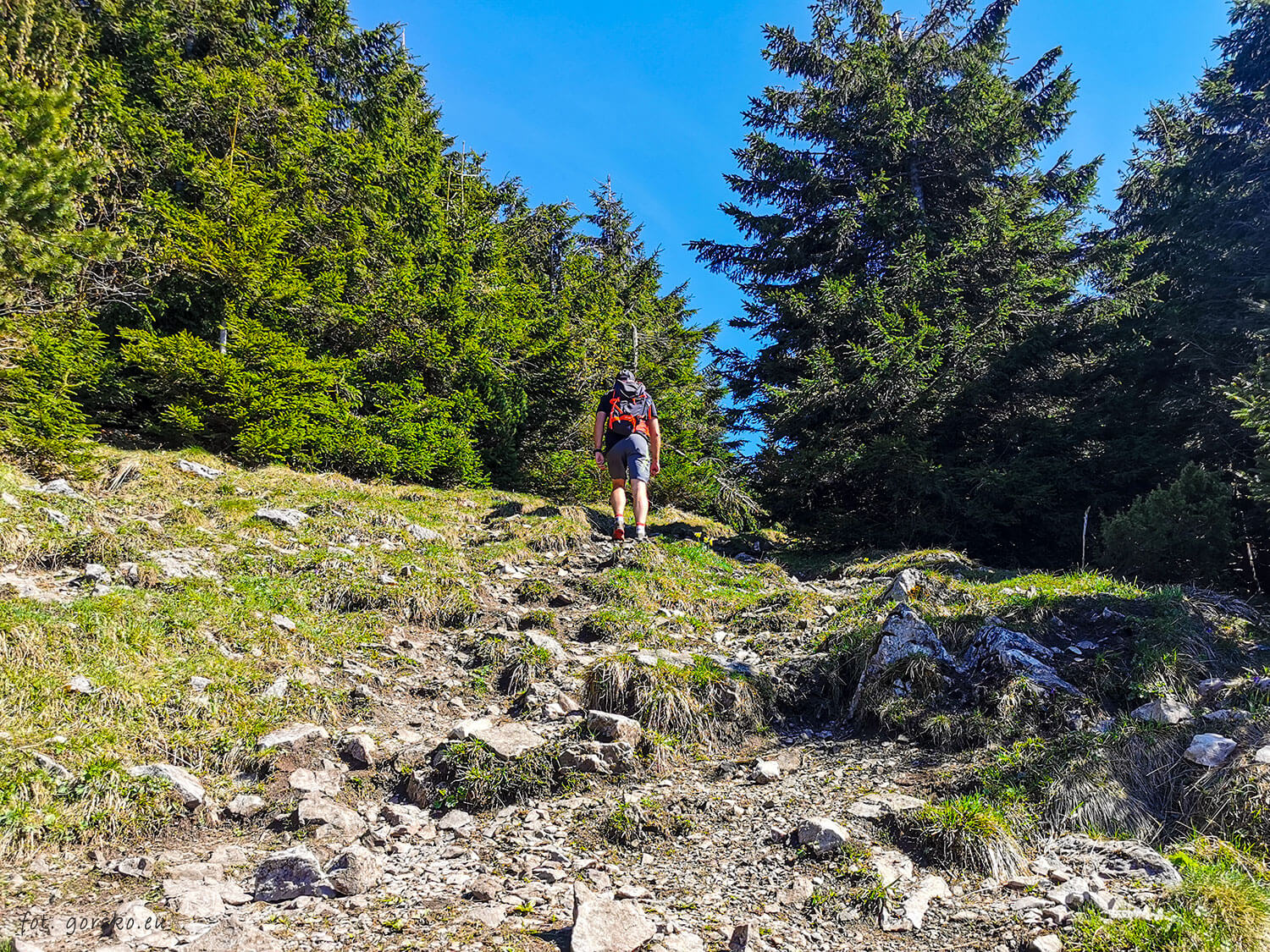 Wielki-Chocz-las-się-kończy-7