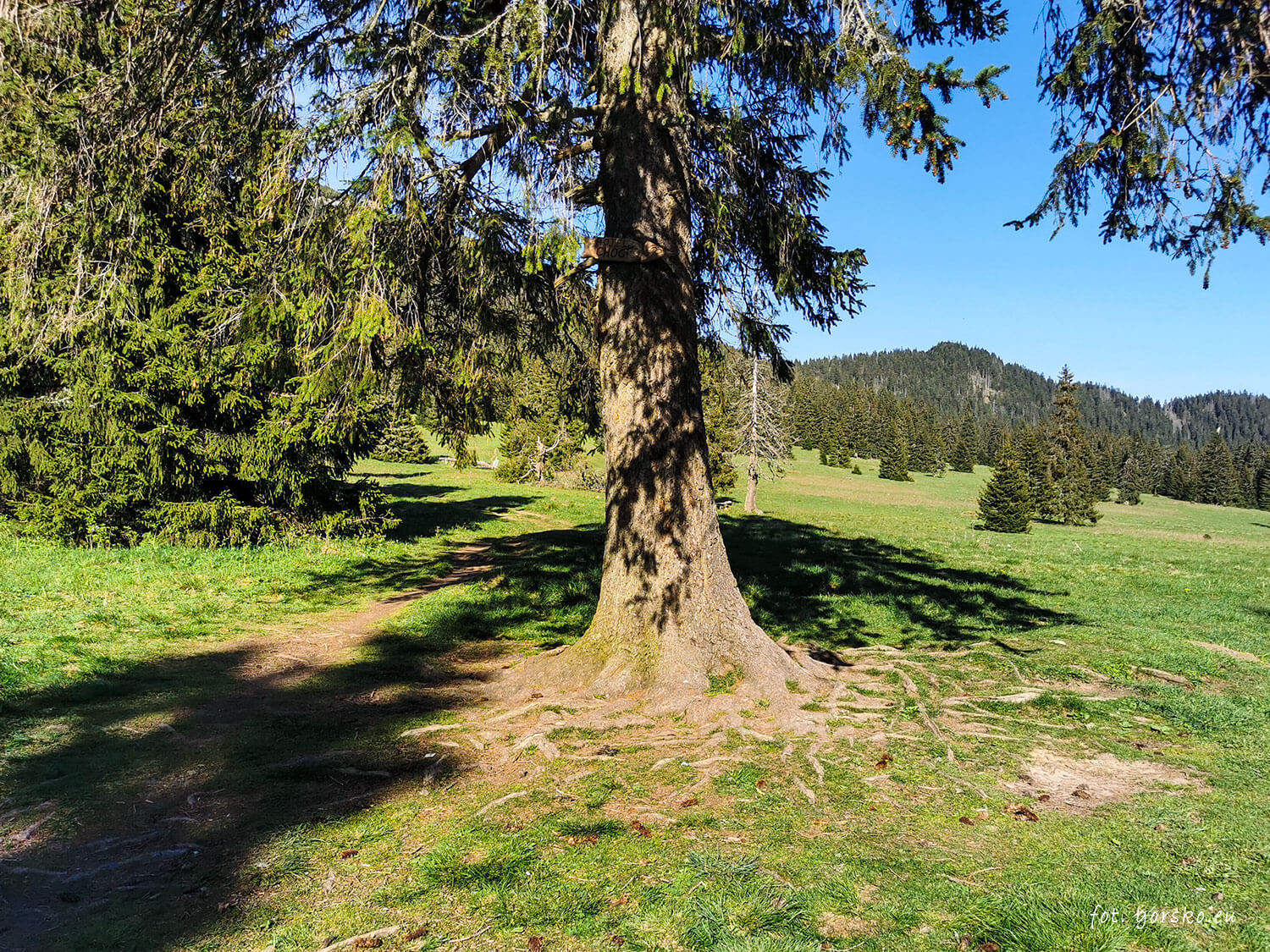 Wielki-Chocz-pośrednia-polana-19