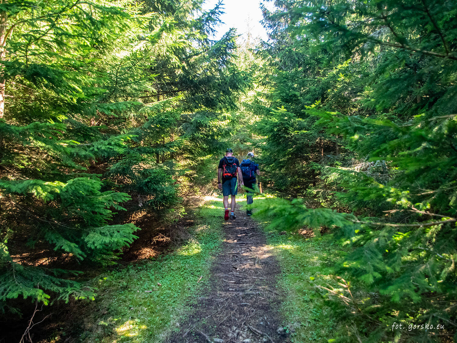 Wielki-Chocz-szlak-las-5