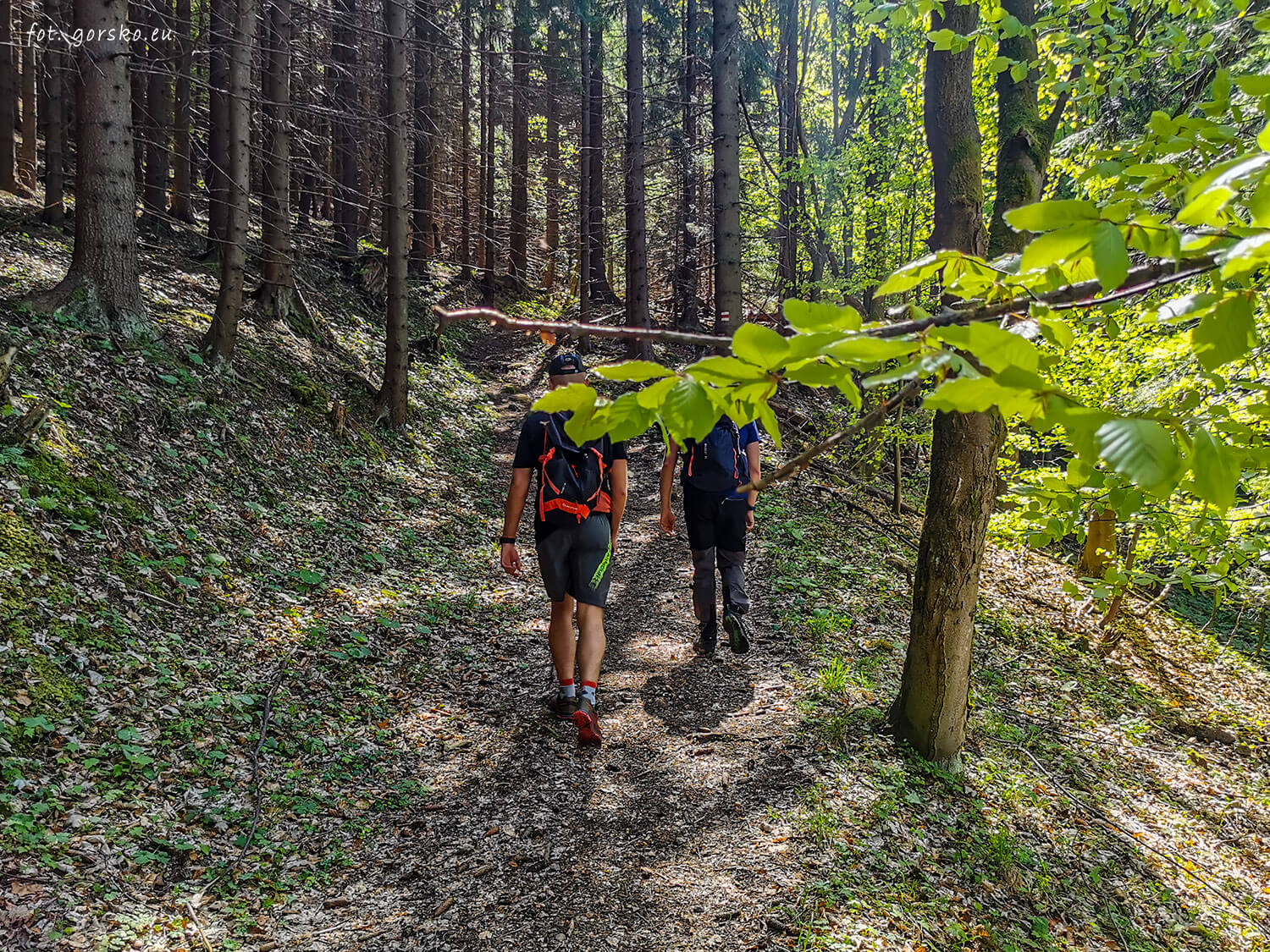 Wielki-Chocz-wchodzimy-w-las-2