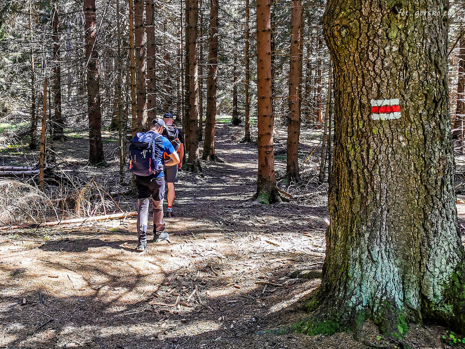 Wielki-Chocz-większość-podejścia-prowadzi-lasem-3