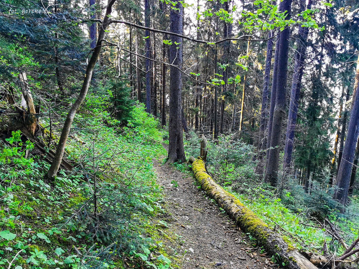 Wielki-Chocz-zejście-zielonym-szlakiem-21